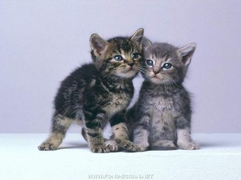 ChAtToN